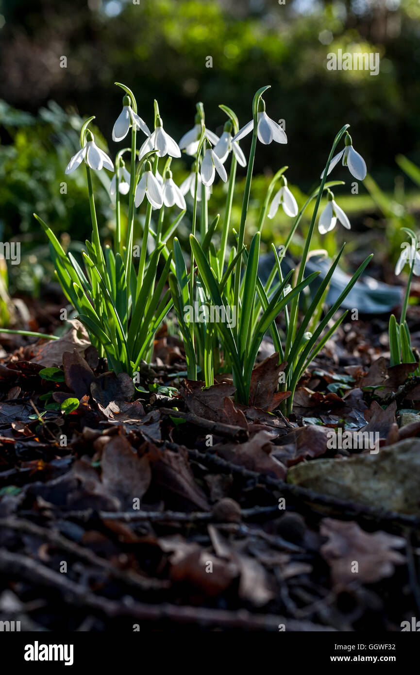 Schneeglöckchen auf dem Display in einem Garten signalisieren den Beginn des Frühlings Stockfoto