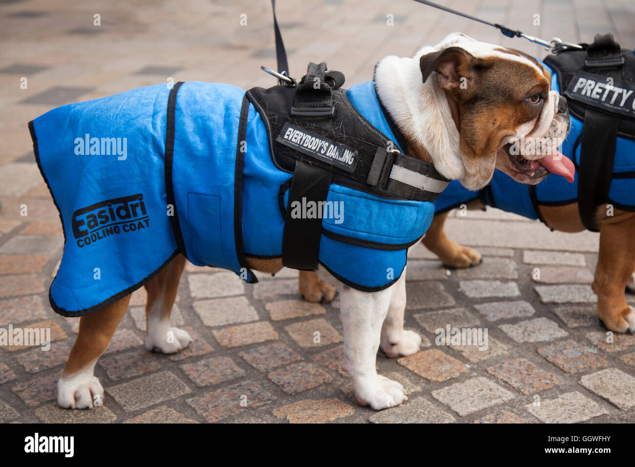 Heißes Wetter für Tiere. Englisch Stier Hund tragen im Sommer Kühlung  Easidri Hundemäntel in Blackpool, Lancashire, Großbritannien  Stockfotografie - Alamy