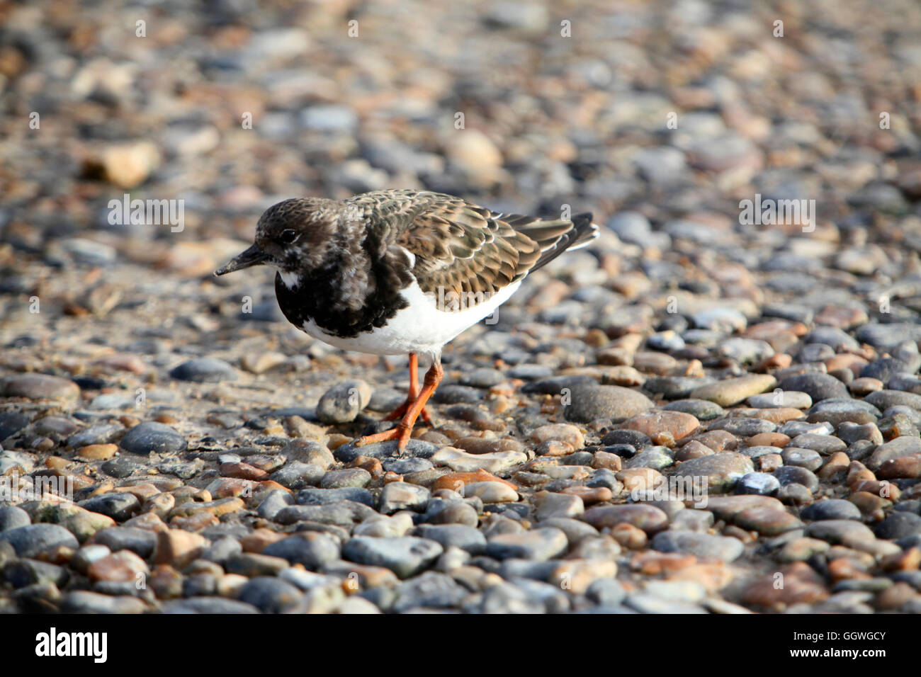 Dieser kämpferischen wenig Wathose ist ein alltäglicher Anblick auf den Ufern des Vereinigten Königreichs Stockfoto