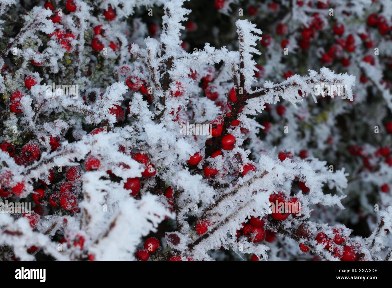 Zwergmispel Beeren auf dem Eis beladenen Busch in der Mitte einen Winter Einfrieren Stockfoto