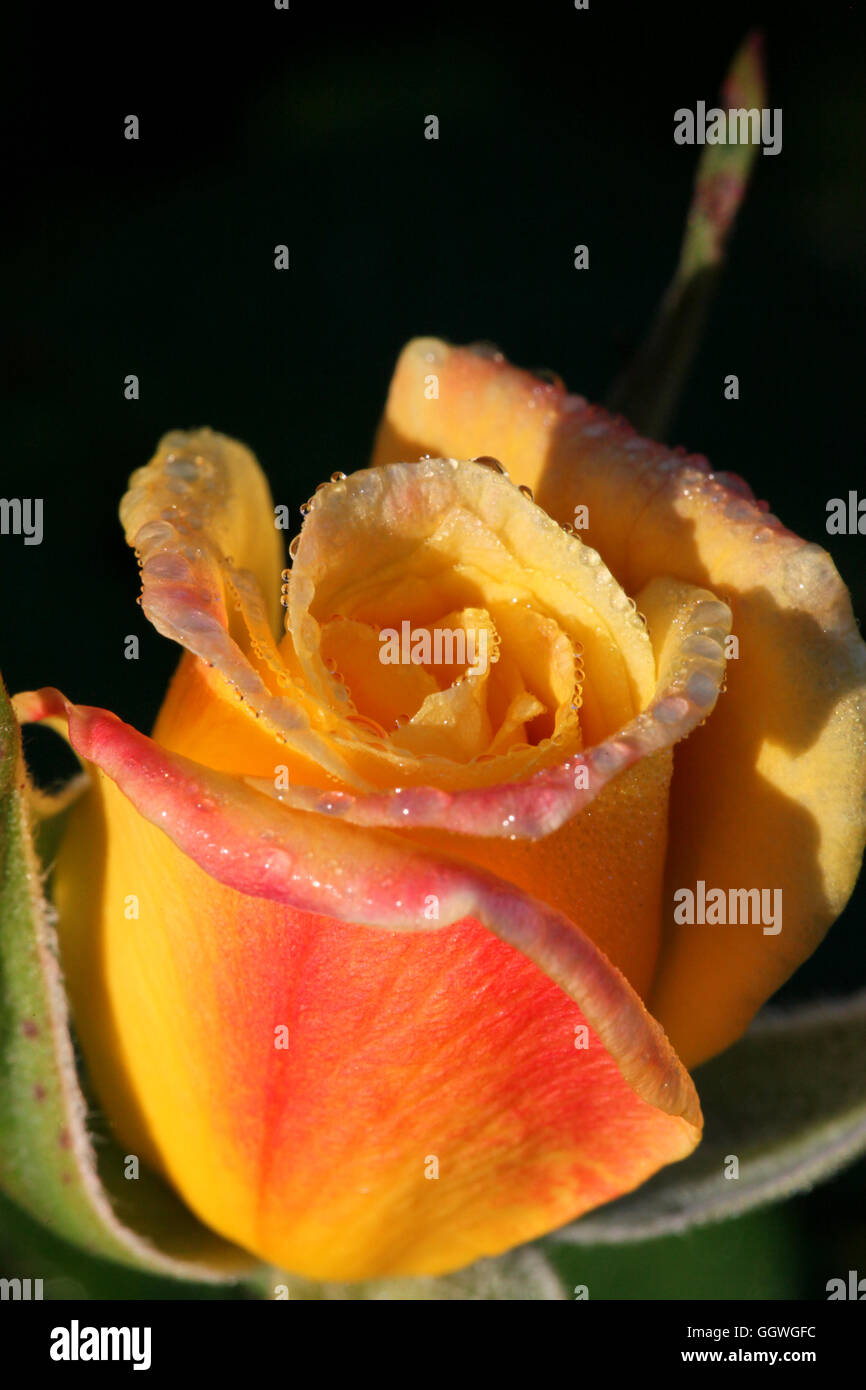 Eine errötende gelbe Rosenknospe, die nur in den frühen Morgenstunden mit Tau für alle Blütenblätter öffnen Stockfoto
