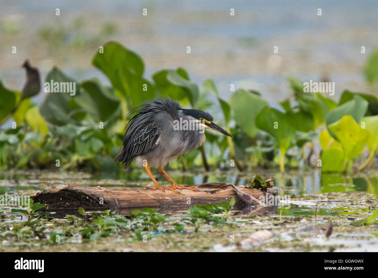 Straited Reiher, Gatun See, Panama Stockfoto