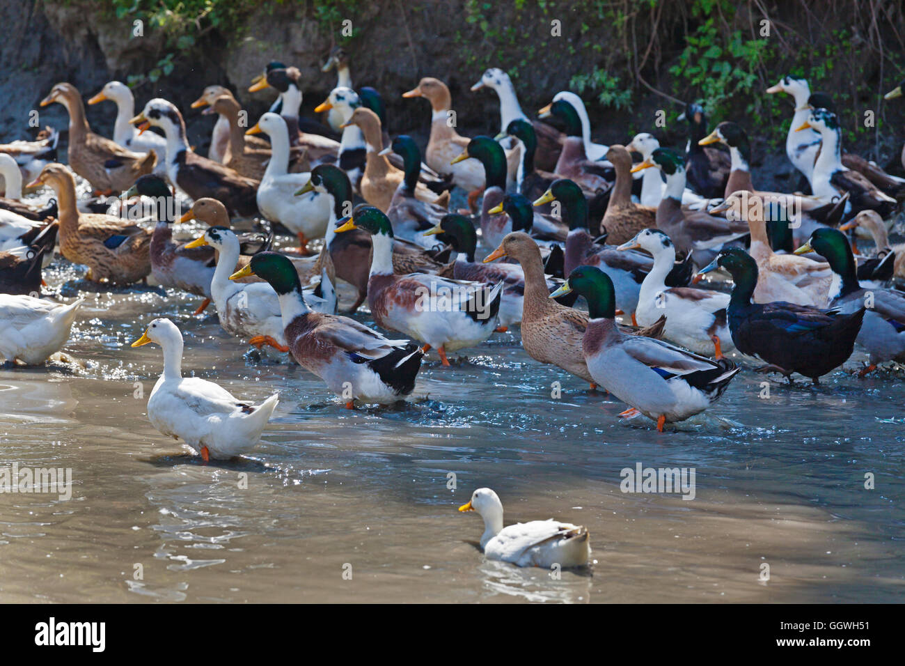 Eine Mikrokredit-Darlehen gekauft Enten für ein Dorfbewohner in THOKA Dorf - KATHMANDU, NEPAL Stockfoto