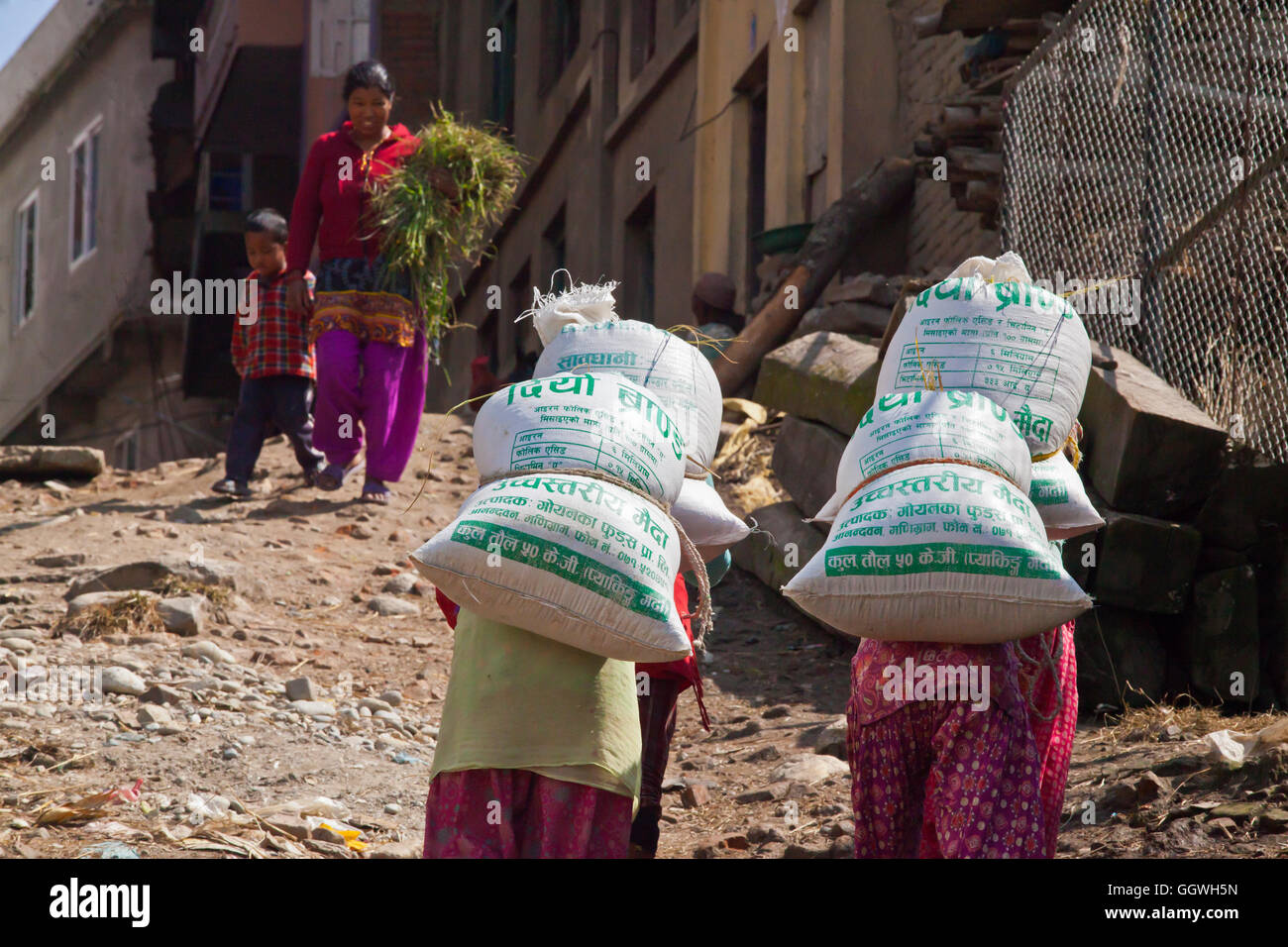 Bauern in THOKA Dorf schleppen ihren Reis ernten die alte Weise - KATHMANDU, NEPAL Stockfoto