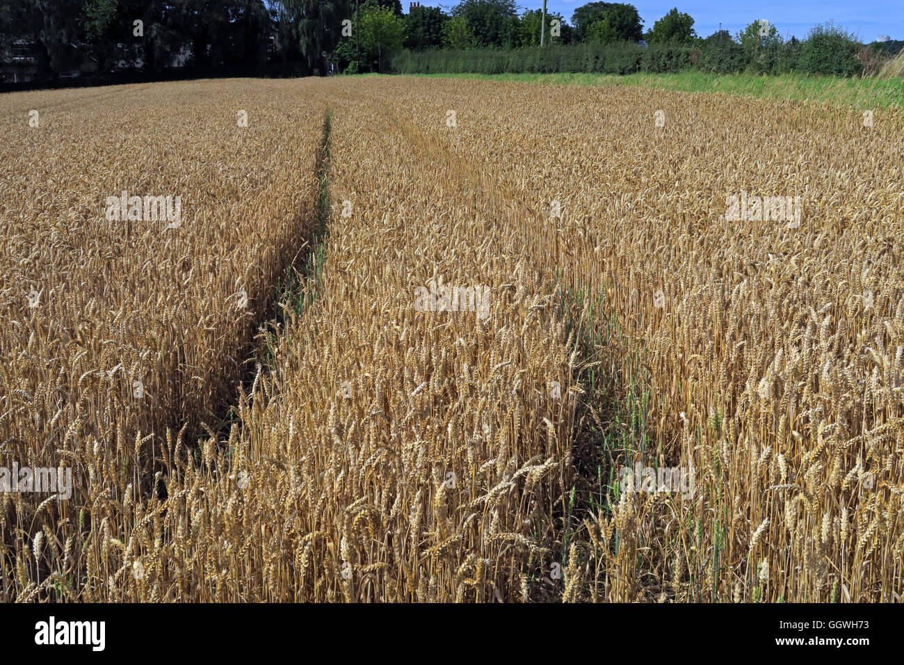Weite Einstellung auf ein Feld von Gerste, zur Ernte bereit, Preston auf dem Hügel, Halton, Cheshire, North West England Stockfoto