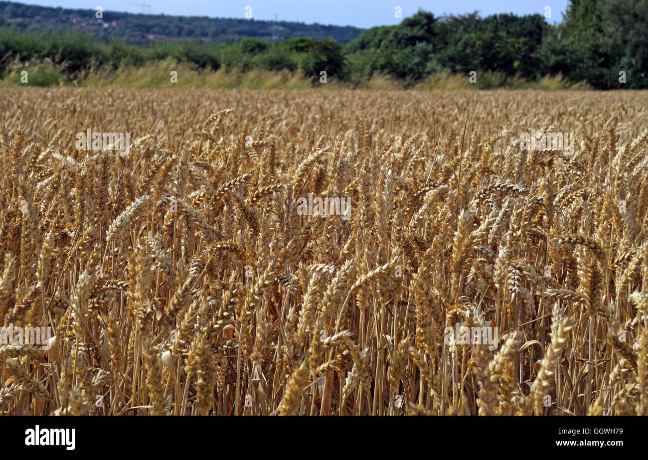 Bereich der Gerste, zur Ernte bereit, Preston auf dem Hügel, Halton, Cheshire, North West England Stockfoto