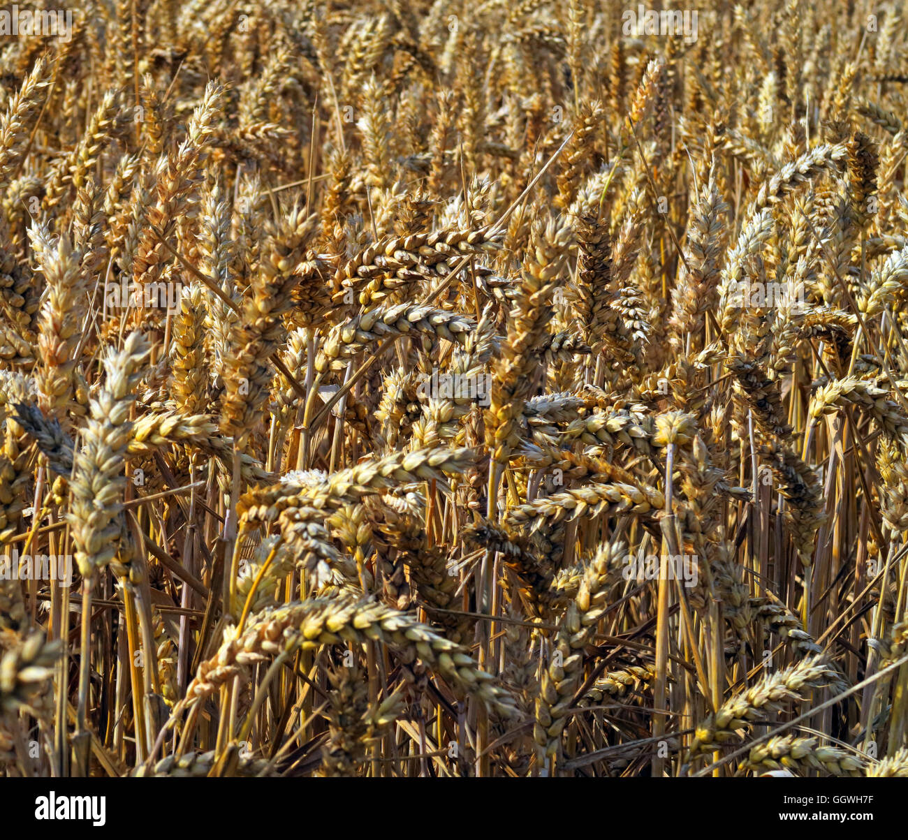 Nahaufnahme von einem Feld von Gerste, zur Ernte bereit, Preston auf dem Hügel, Halton, Cheshire, North West England Stockfoto