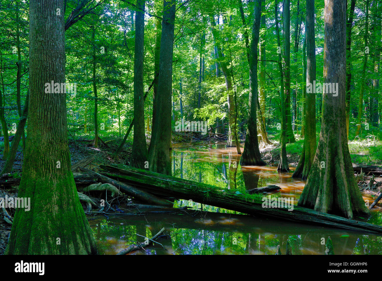 Kahle Zypresse Bäume im CONGAREE Nationalpark, bekannt für seine unberührte Natur - Süd CAROLINA Stockfoto