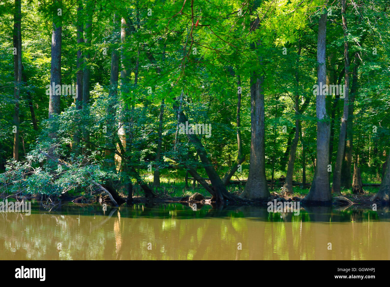 Kahle Zypresse Bäume im CONGAREE Nationalpark, bekannt für seine unberührte Natur - Süd CAROLINA Stockfoto