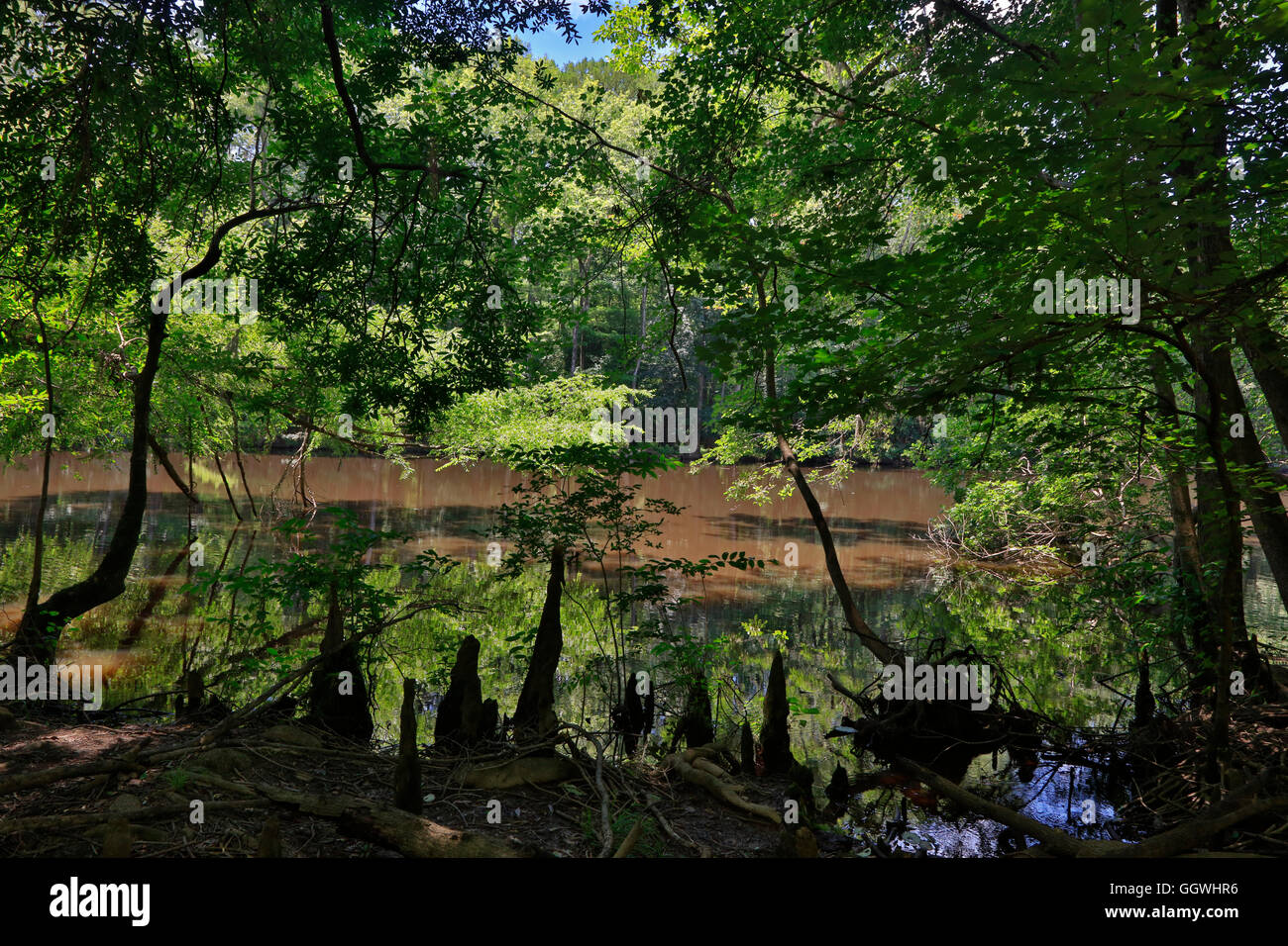 CONGAREE Nationalpark ist bekannt für seine unberührte Natur - Süd CAROLINA Stockfoto