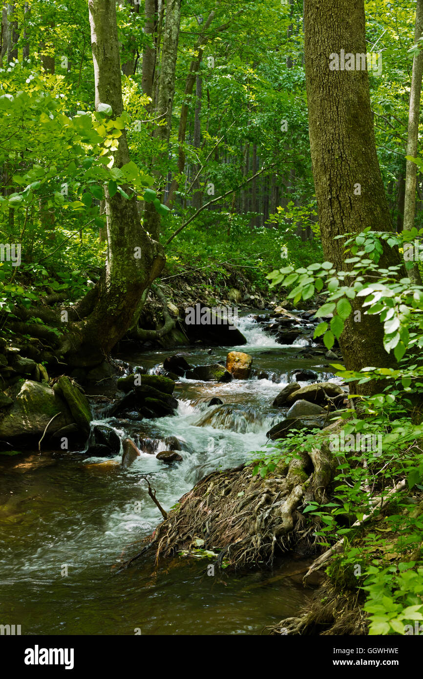 Bach und Wald im Virginia Wald in der Nähe von ROANOKE Stockfoto