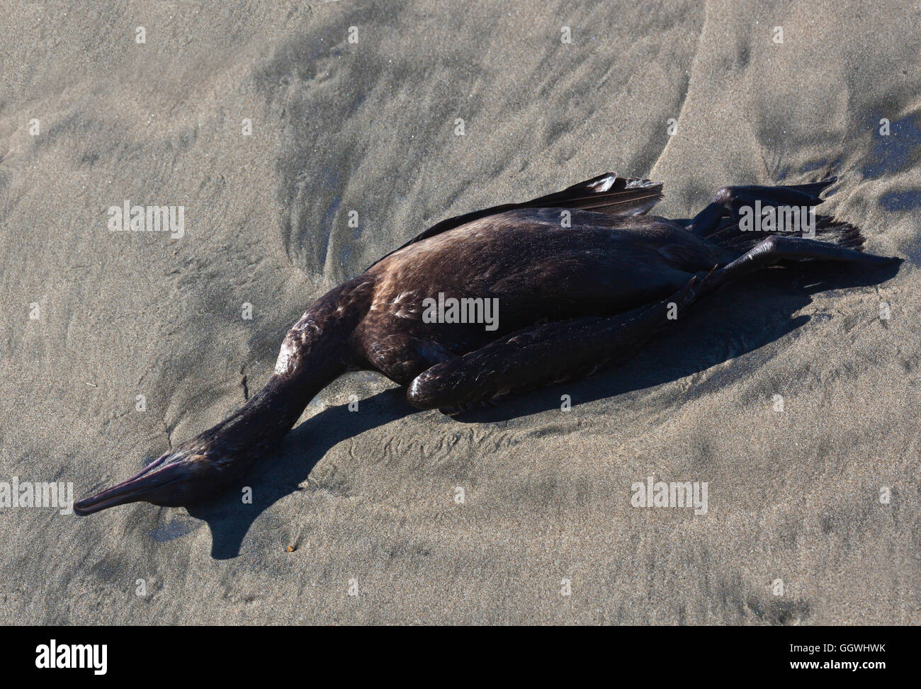 Ein toter Kormoran am Strand im ANO NUEVO STATE PARK - CALIFORNIA Stockfoto