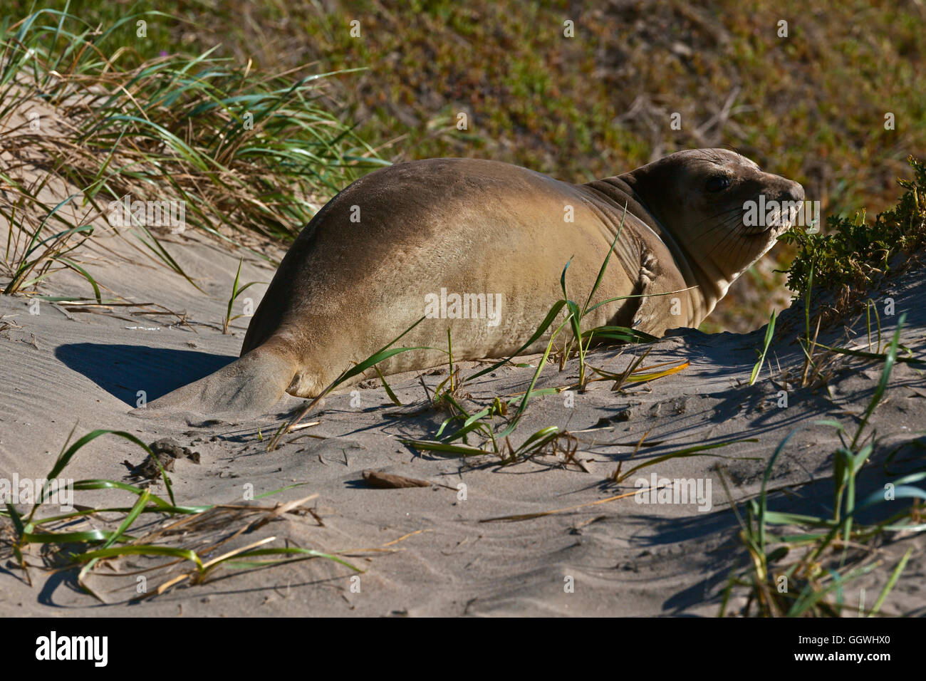 Eine junge weibliche See-Elefant (Mirounga Angustirostris) am Strand im ANO NUEVO STATE PARK - CALIFORNIA Stockfoto