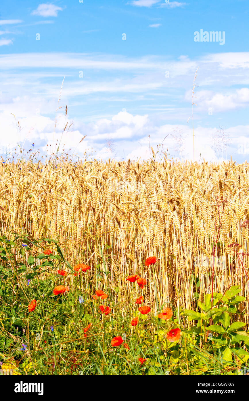 Bereich der Weizen und Mohn im Sommer Stockfoto