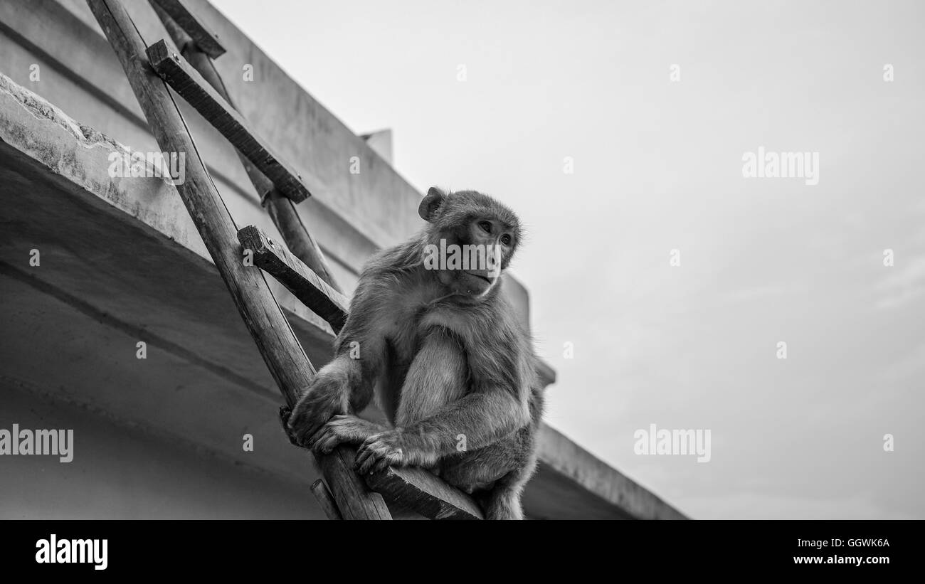 Affe auf der Leiter Stockfoto