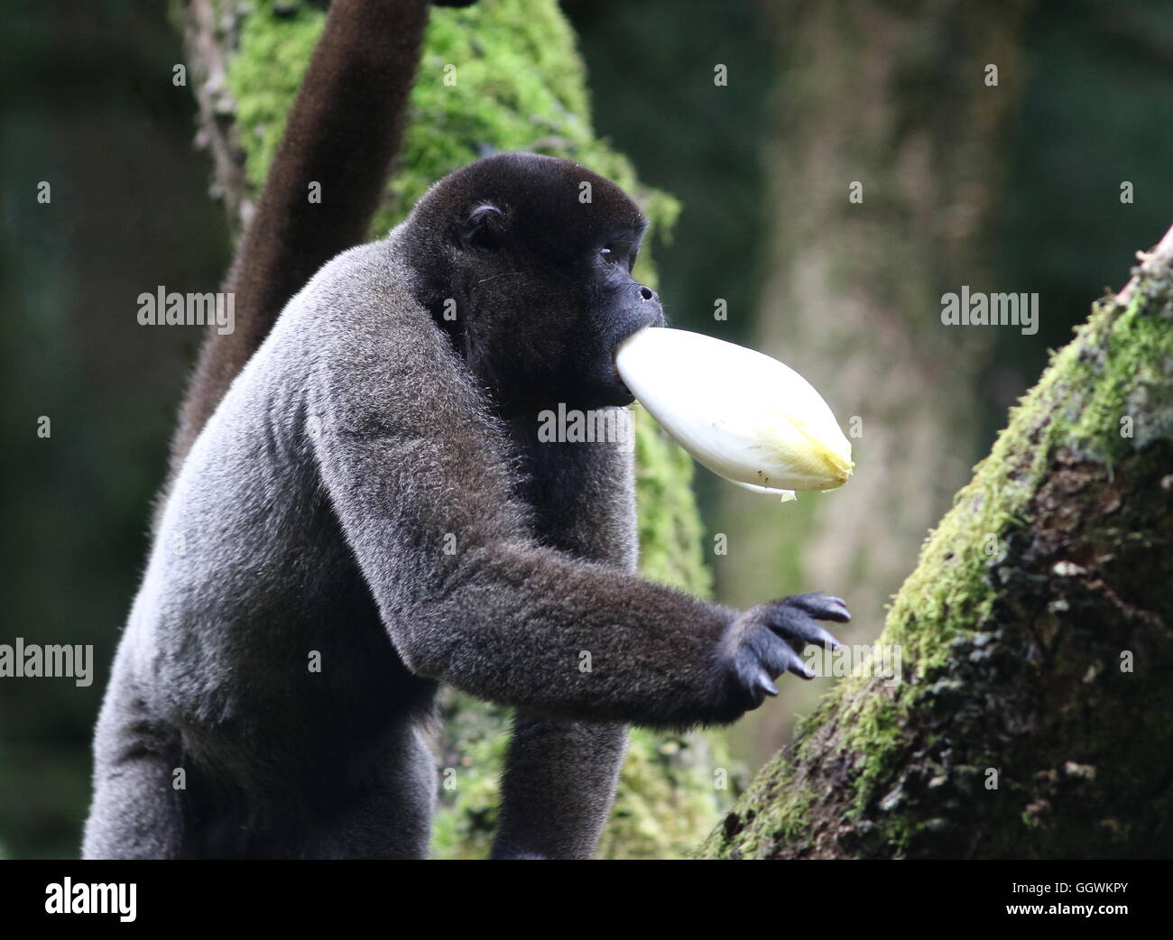 Männlichen südamerikanischen braun oder Humboldts wollige Affen (Lagothrix Lagotricha) Chicorees in seinen Mund halten Stockfoto