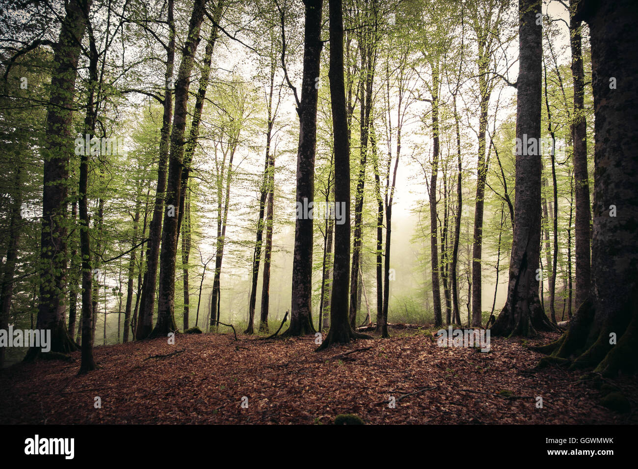 Deep Forest landschaftlich stimmungsvolle Nebel Farben Stockfoto