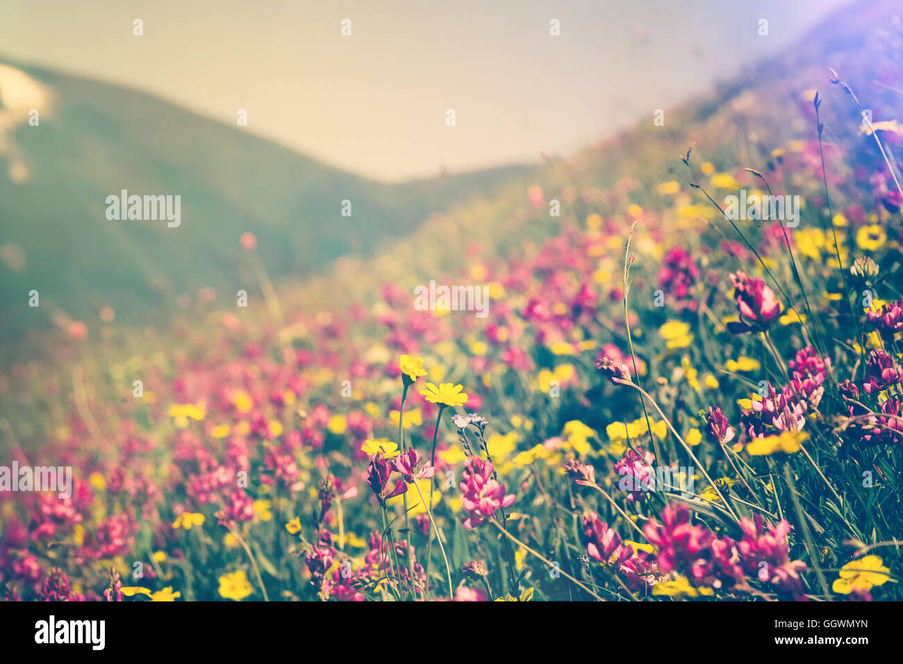 Blühende Blumen in Bergen Tal alpinen Frühjahr Sommer Jahreszeiten natürlichen Hintergrund Trendfarben Stockfoto