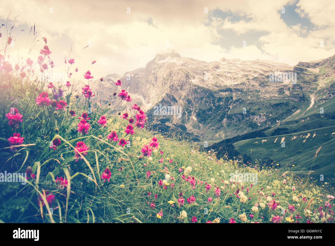 Fisht Felsengebirge und grün Alpental mit blühen rosa Blumen Landschaft Sommer Reisen Panoramablick Stockfoto