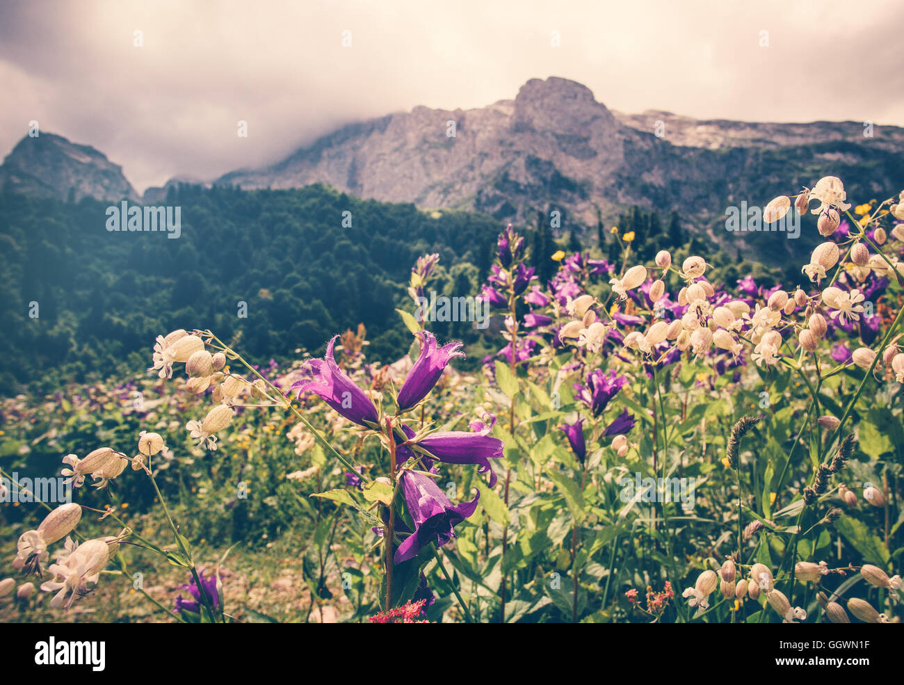 Blühende Blumen Tal mit felsigen Fisht Berge Landschaft Sommer Reisen Panoramablick launisch bewölktem Himmel Stockfoto