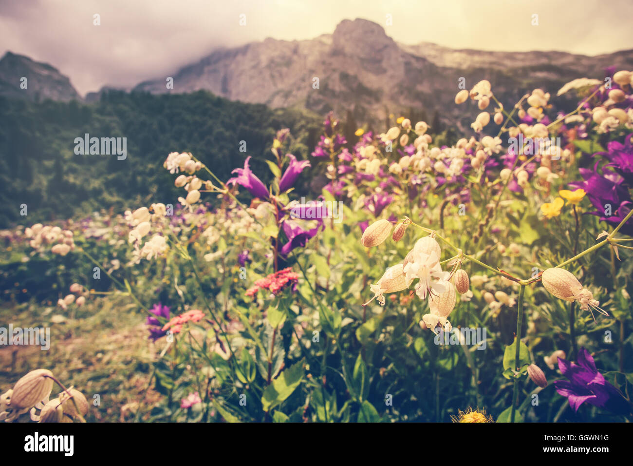 Blühende Blumen Tal mit felsigen Fisht Berge Landschaft Sommer Reisen Panoramablick launisch bewölktem Himmel Stockfoto