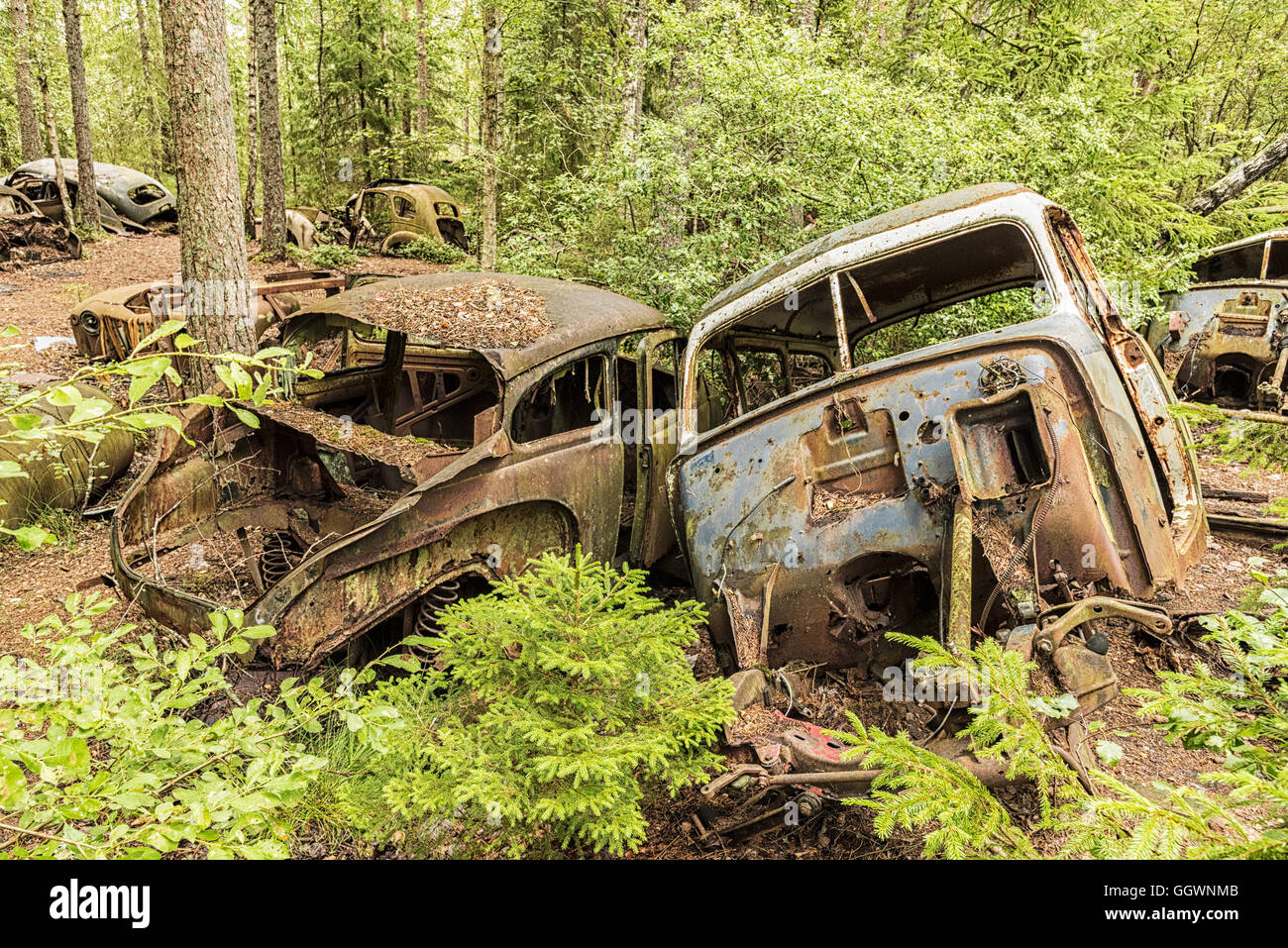 Ein Auto-Friedhof befindet sich in einem Wald bei Kirkoe Mosse, Schweden. Stockfoto