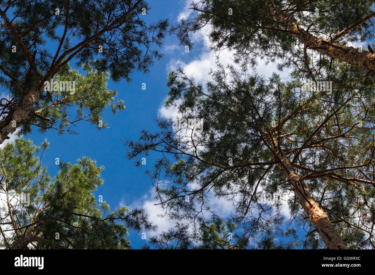 Kiefer Stiele Spitzen Himmel Lookup Stockfoto