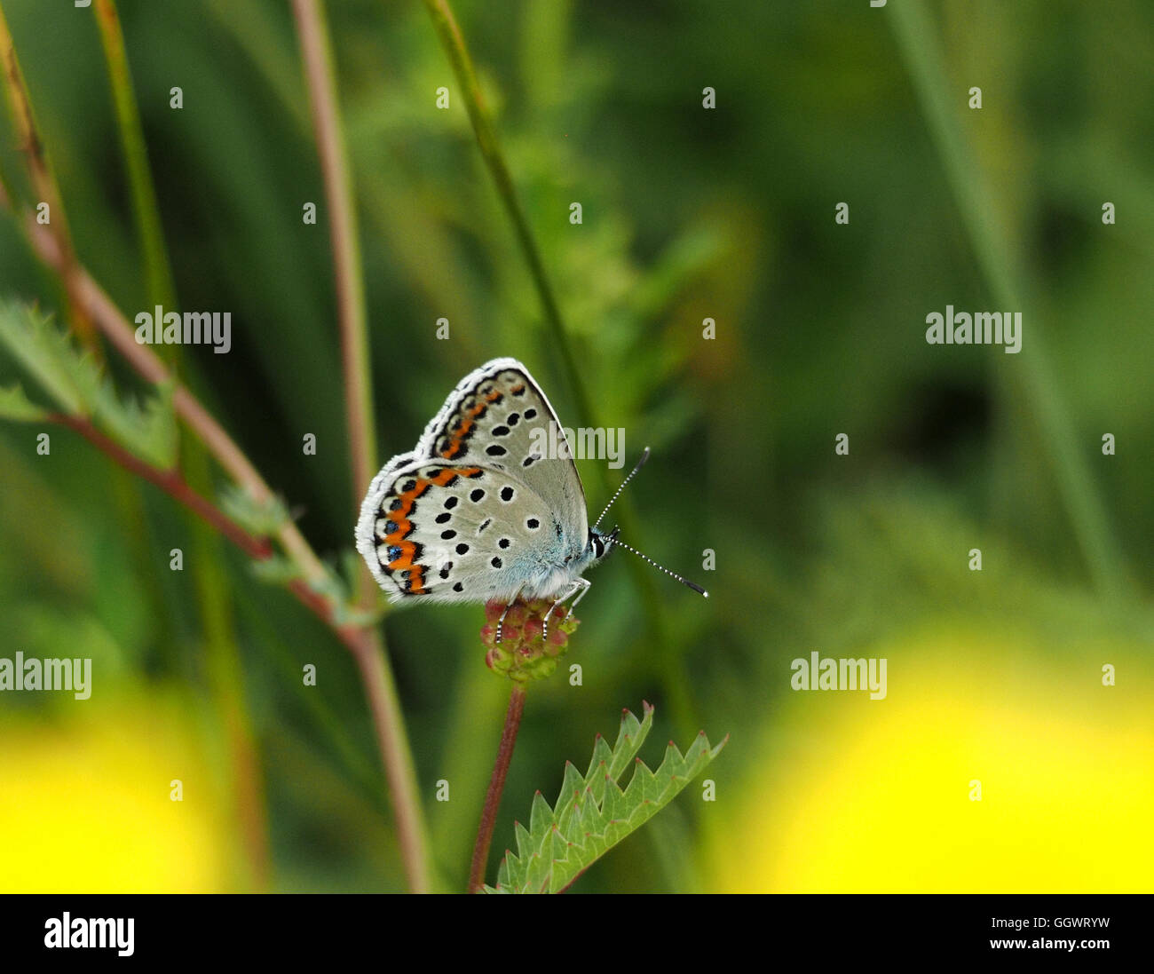 blau & Orange entdeckt Silber Underwing der blaue Schmetterling Wiese Grasland Kroatien mit Vordergrund unscharf gelbe Blumen Stockfoto