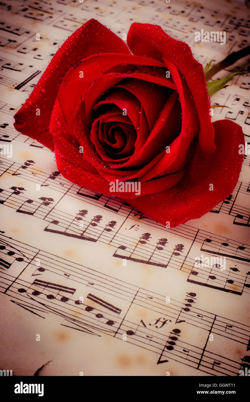 Rote Rose auf Musiknoten Stockfoto