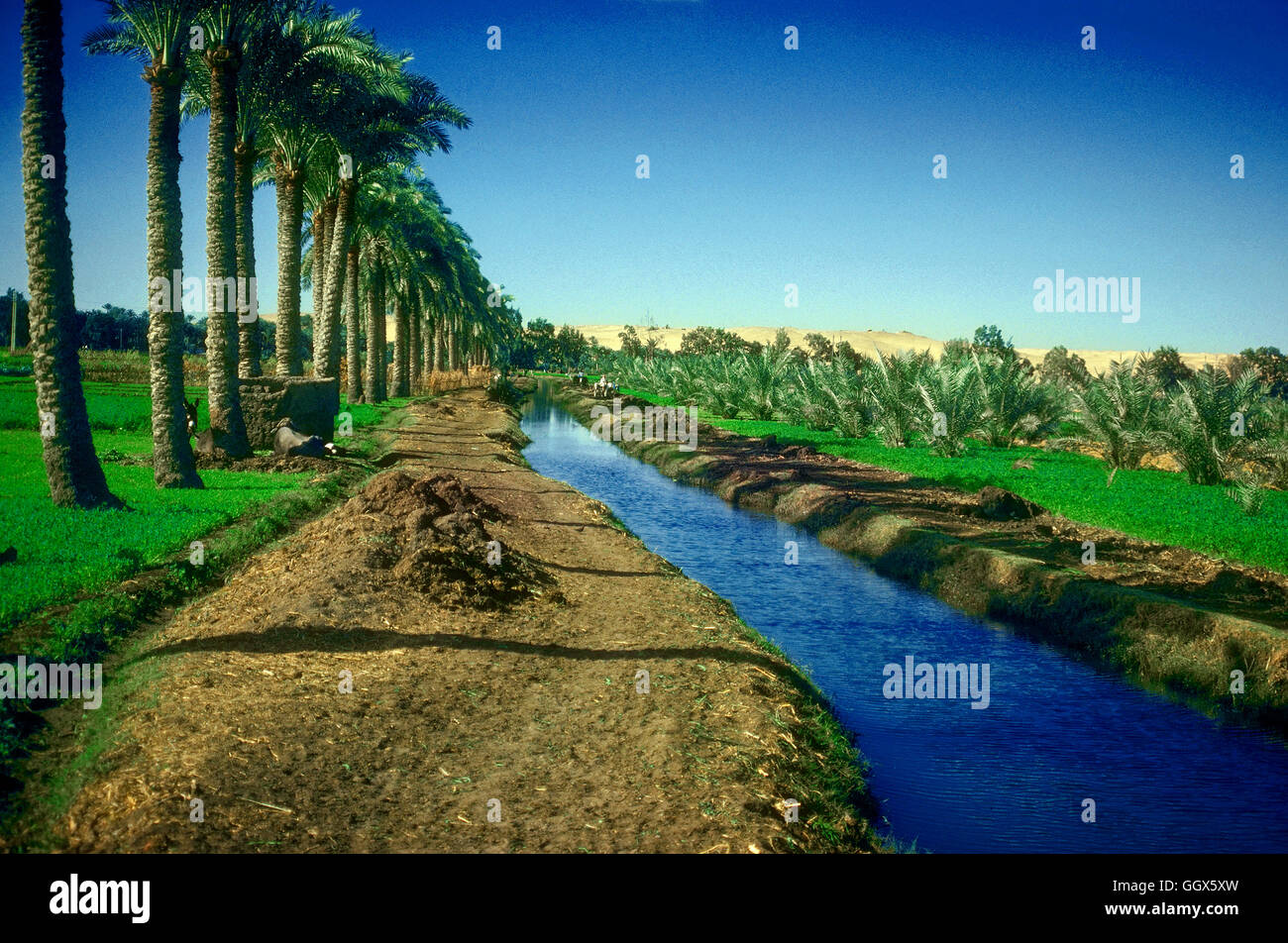 Bewässerung-Kanal. Das Niltal Kanalsystem. Memphis, Ägypten. Stockfoto