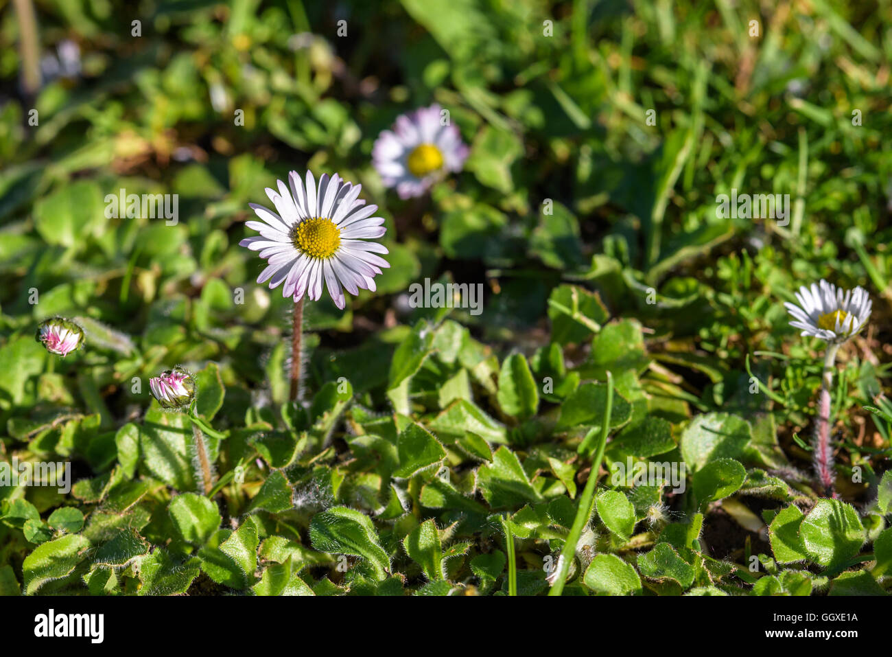 Rasen von englischen Gänseblümchen und anderen Unkräutern überfallen Stockfoto