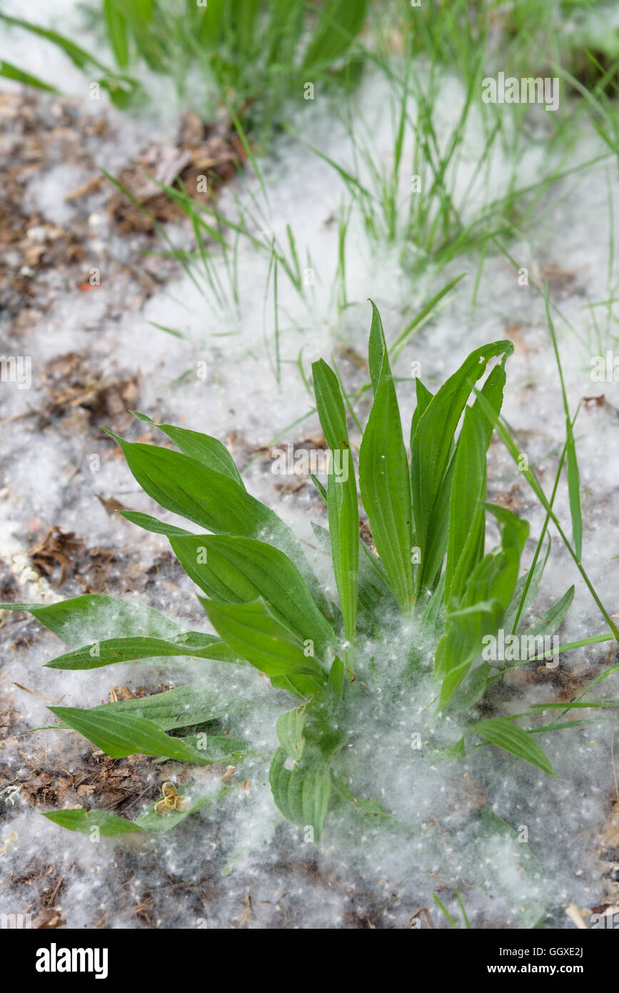 Cottonwood Flaum auf Rasen und Unkraut neben dem Bürgersteig gefangen Stockfoto