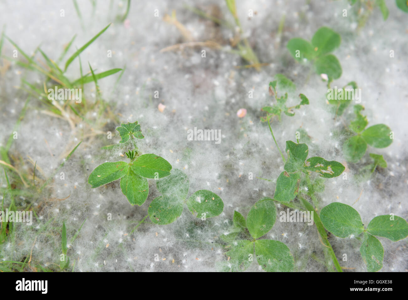 Cottonwood Flaum auf Rasen und Unkraut neben dem Bürgersteig gefangen Stockfoto