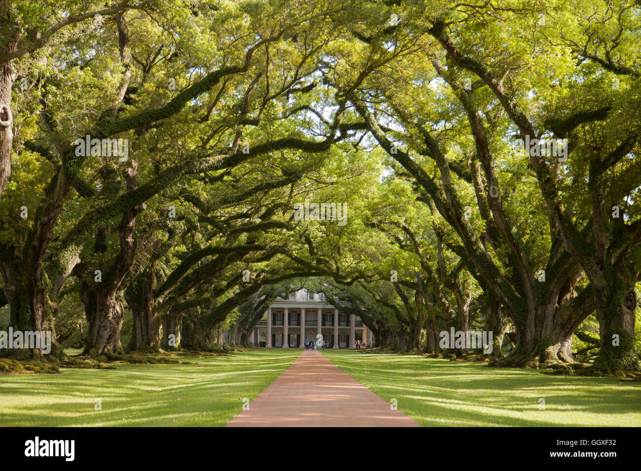 Oak Alley Plantation in Vacherie, Louisiana, USA. (Feder) Stockfoto