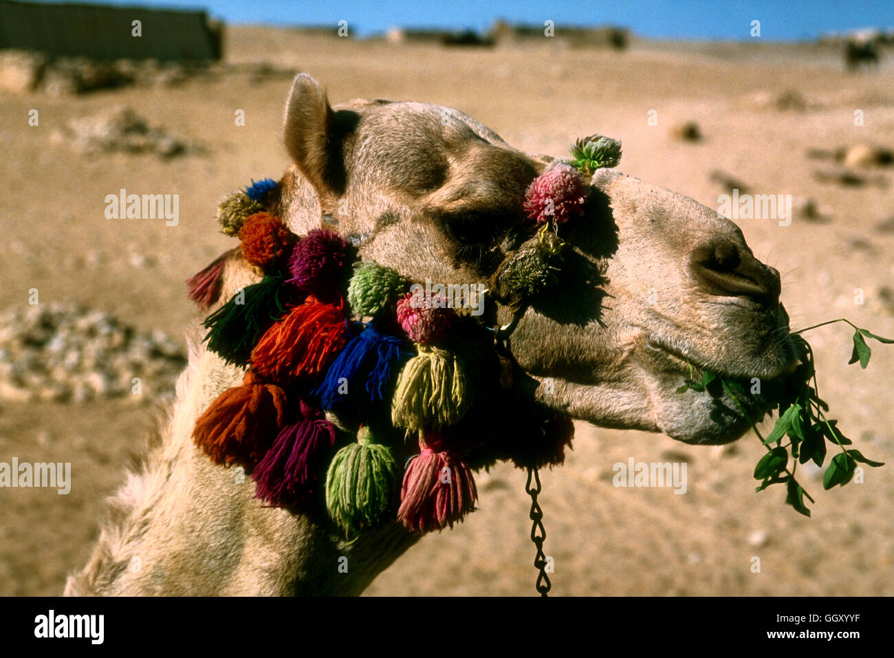 Kamel mit Quasten – bietet Fahrten für Touristen bei den Pyramiden in Gizeh-Ägypten komplexer verziert. Stockfoto