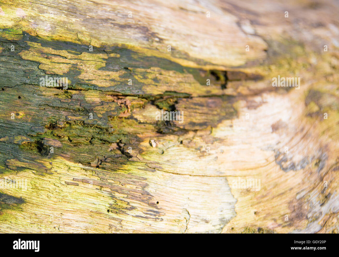 Selektiven Fokus Rinde des Baumes Textur und Hintergrund Stockfoto