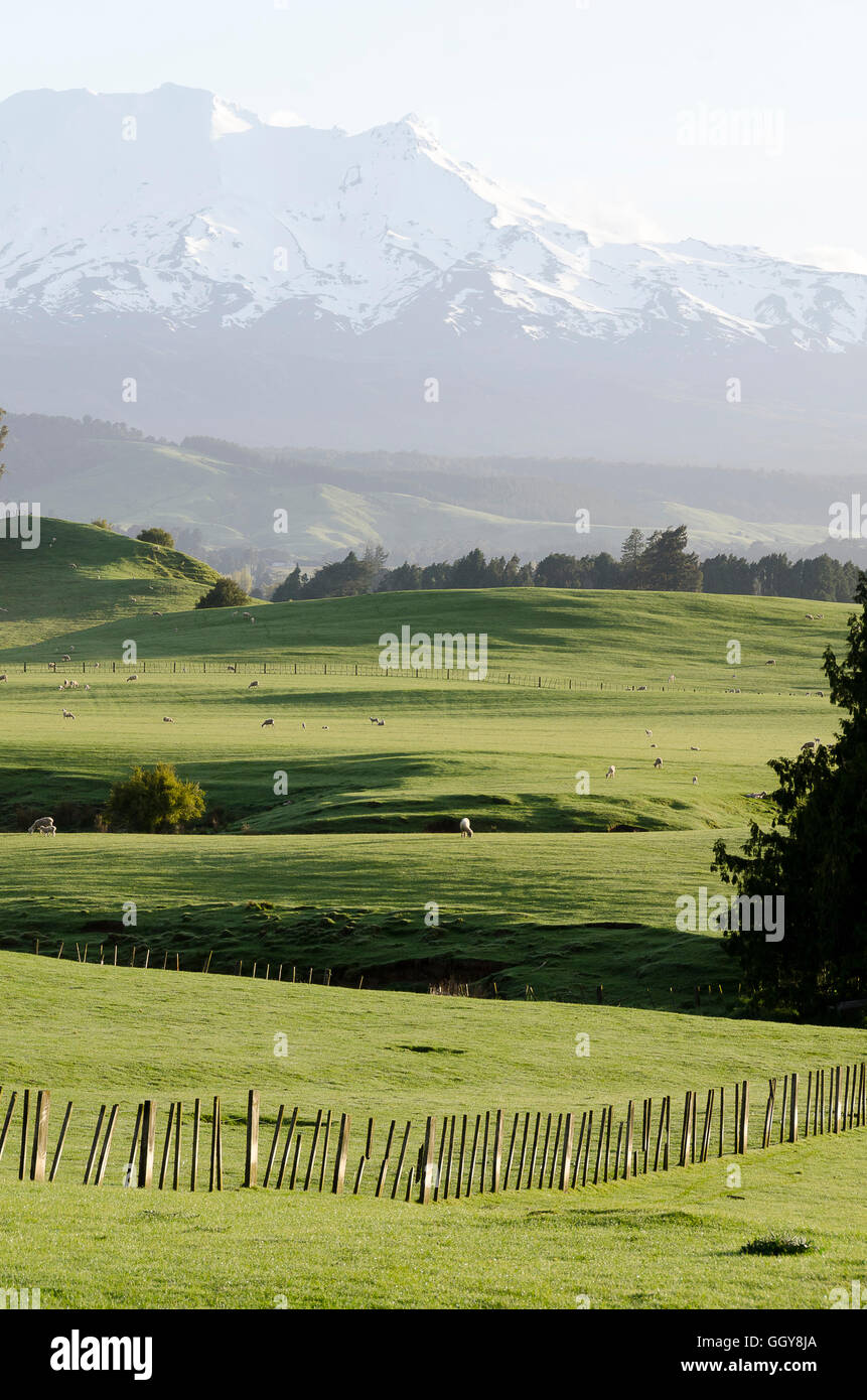 Grüne Wiesen und Ackerland unter Mount Ruapehu, Tongariro Nationalpark, Ohakune, Waimarino, Nordinsel, Neuseeland Stockfoto