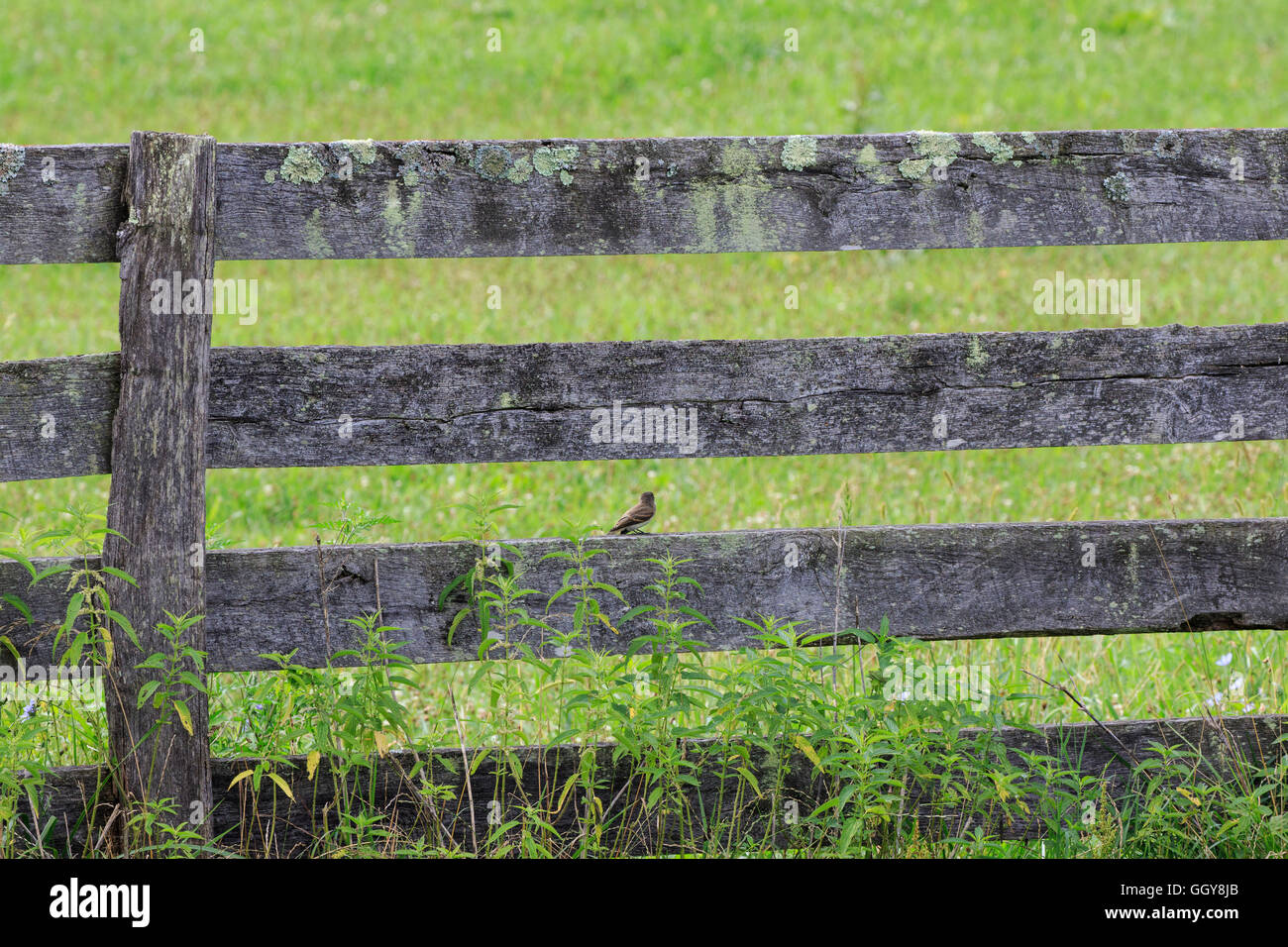 Zaun mit Spatz. Stockfoto