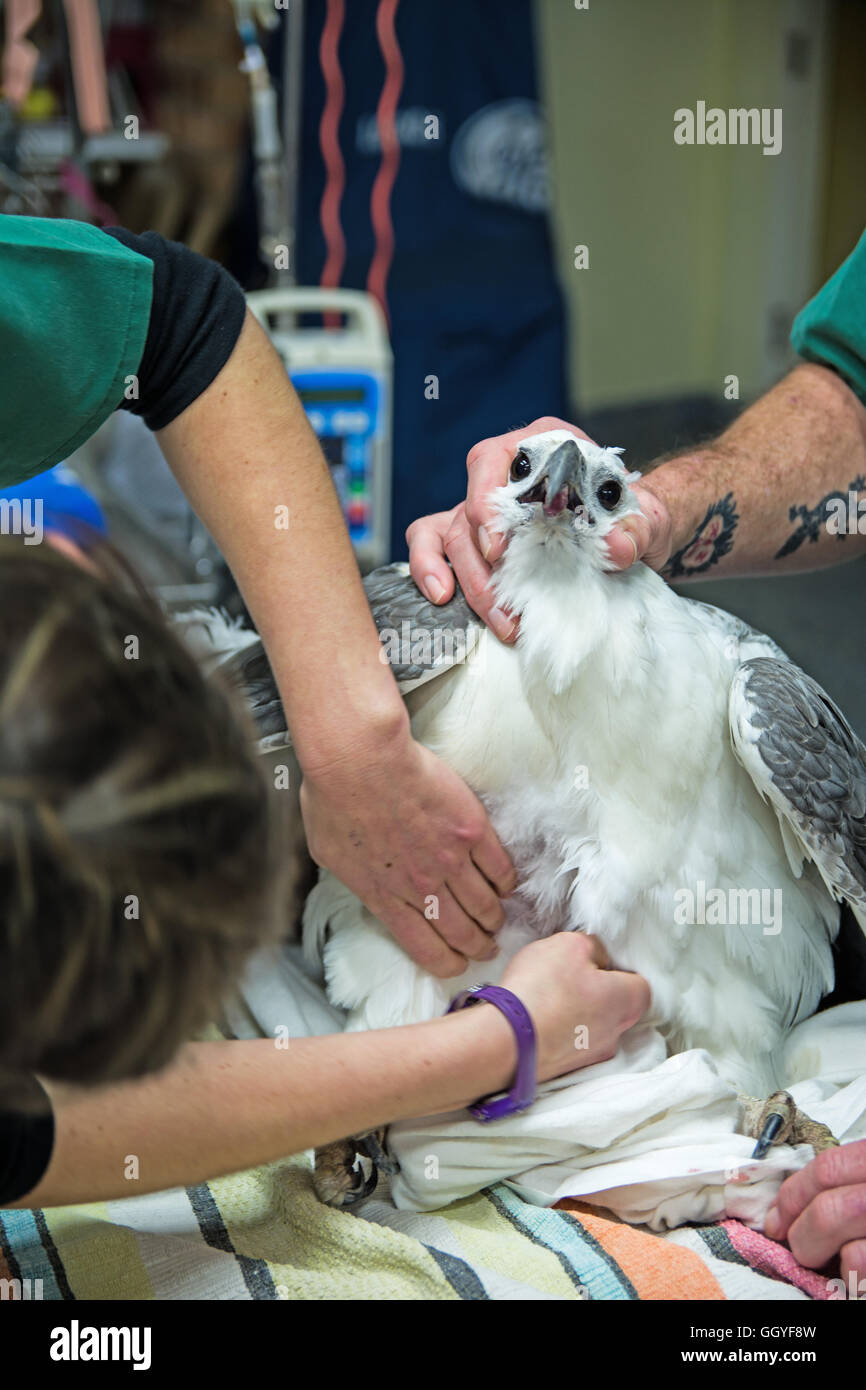 Tierärzte untersuchen einen verletzten White-bellied Sea-Eagle Stockfoto