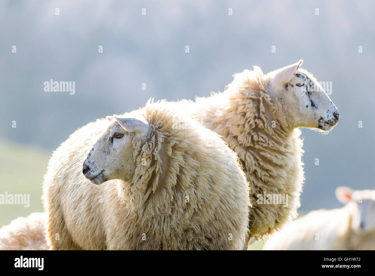 Zwei beleuchtete wieder Schaf starrte nach links und rechts an einem hellen Wintermorgen Stockfoto