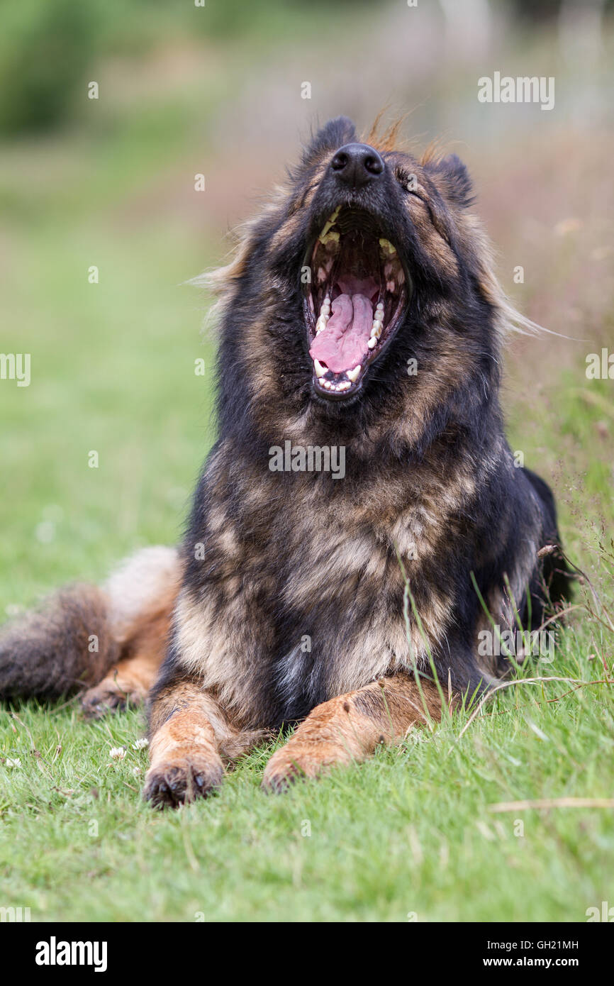 Vertikale Schuss von einem gähnenden Hund mit seinem Reittier vollständig geöffnet, ist er auf dem Rasen außerhalb festgelegt. Stockfoto