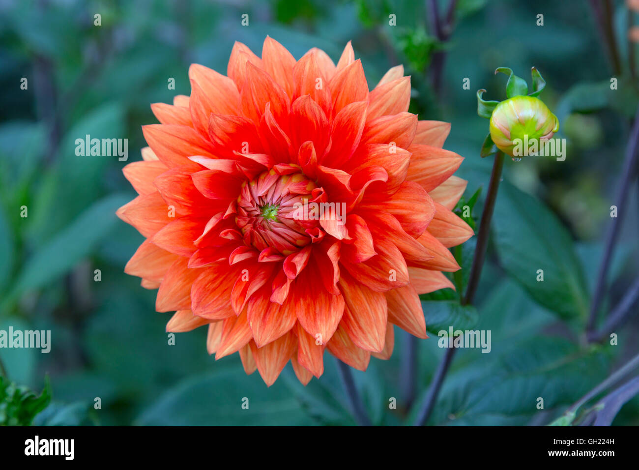 Dahlie Miss Eileen im Garten Grenze Stockfoto
