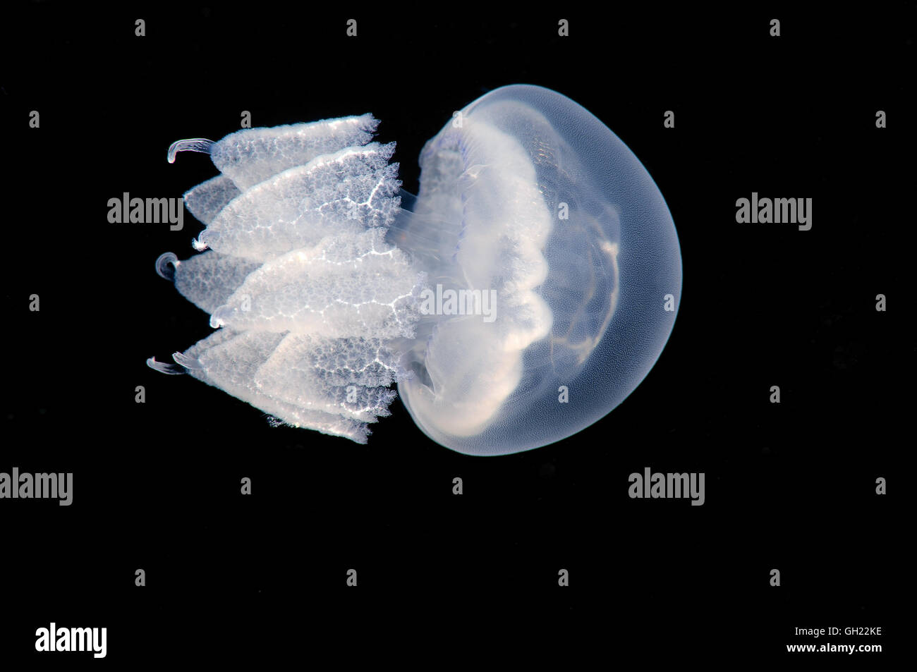 Fass, Quallen, Mülleimer-Deckel Quallen oder Rüschen-mouthed Quallen (Rhizostoma Pulmo) Schwarzes Meer Stockfoto