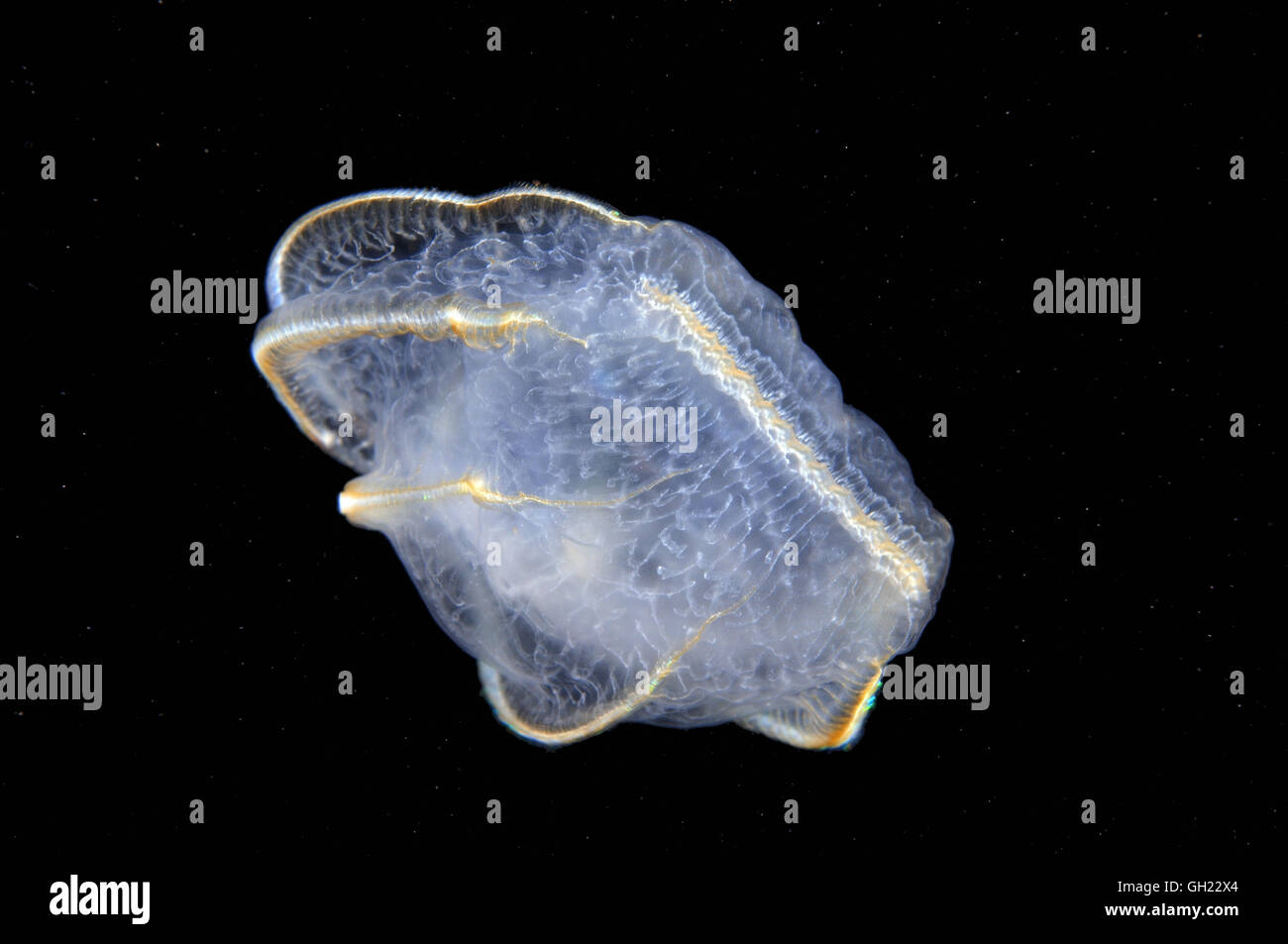 Braun Comb Jelly (Beroe Ovata) Schwarzmeer Stockfoto