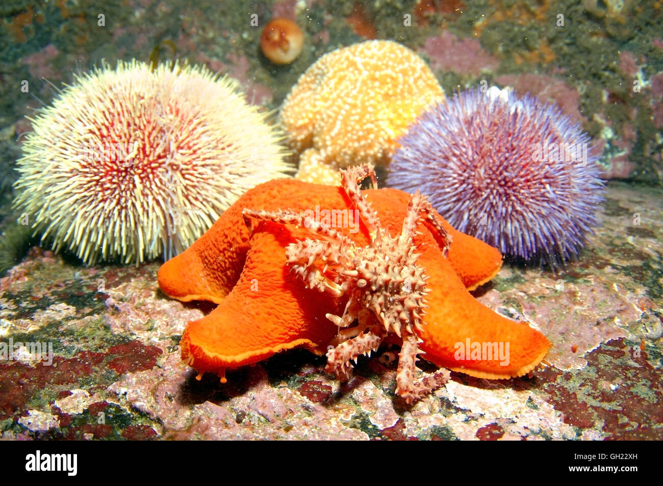 Baby rote Königskrabbe, Kamtschatka-Krabbe oder Alaska King Crab (Paralithodes cantschaticus) versteckt unter Seeigel und Seesterne Stockfoto
