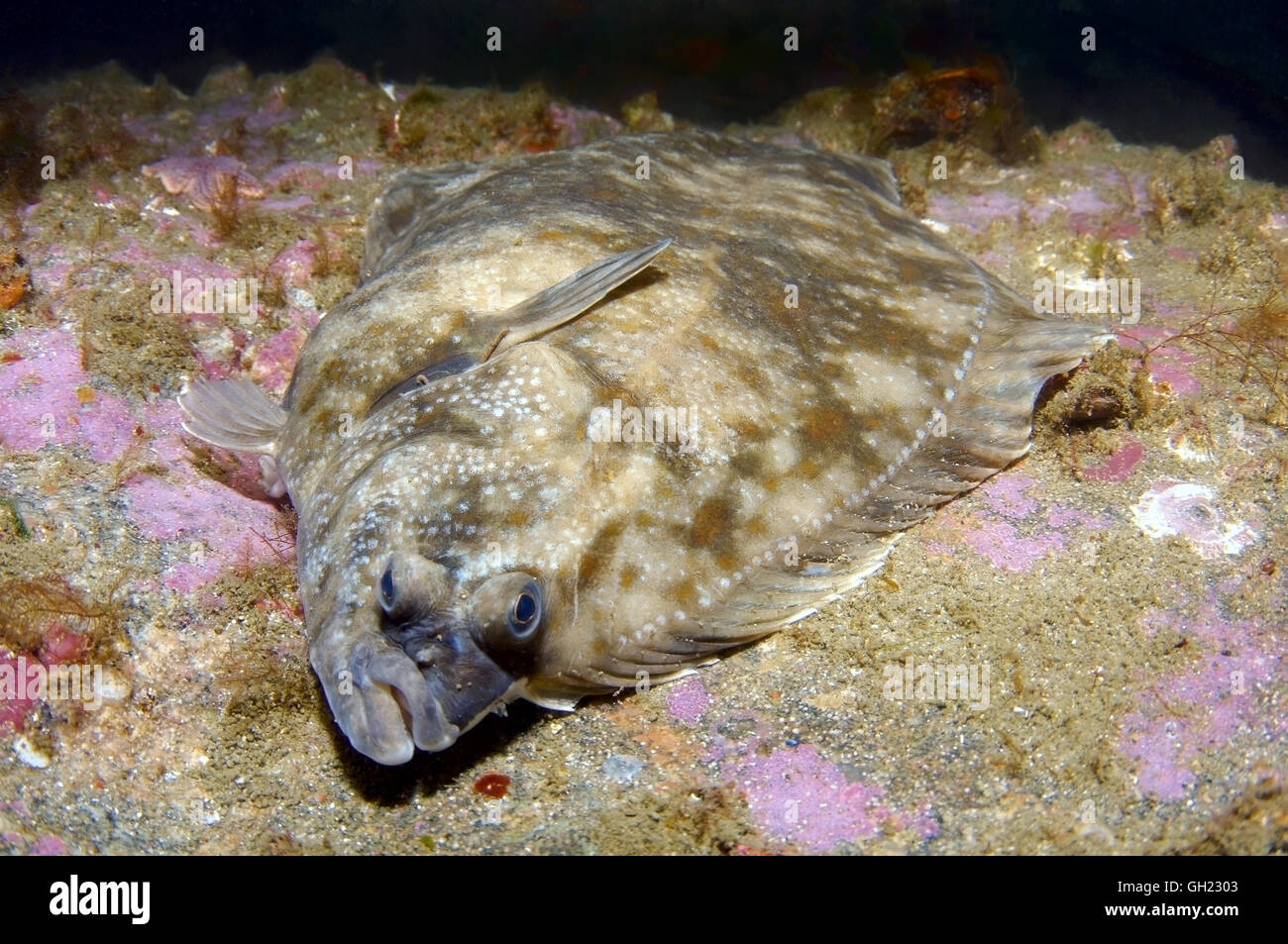 Rotzunge (Microstomus Kitt) Barentssee, russische Arktis Stockfoto