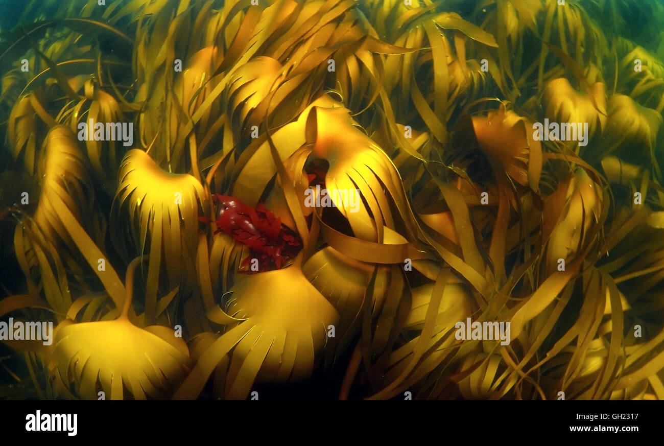 Dichten Dickicht von Seegras Laminaria, Sea Rod oder Lamelle Mara (Laminaria Hyperborea), Barentssee, russische Arktis Stockfoto