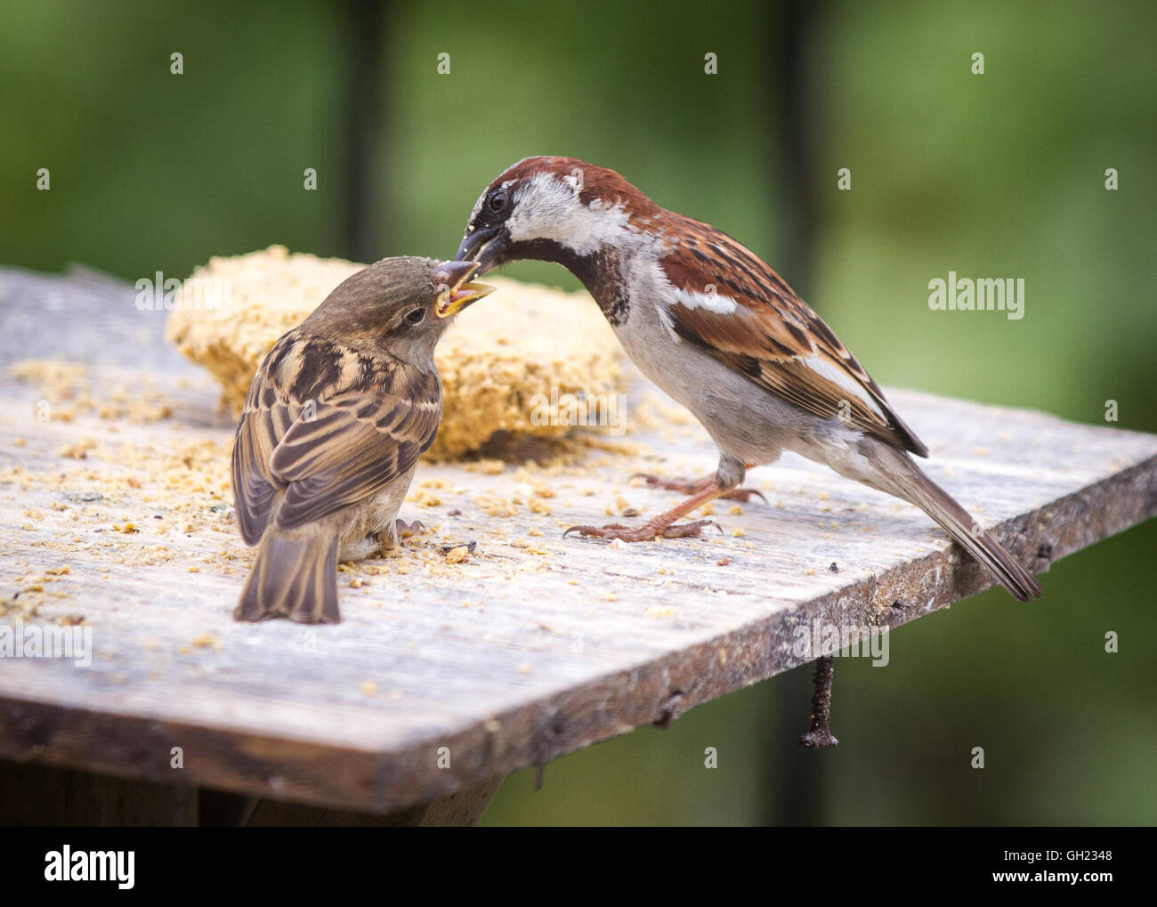 Männlicher Haussperling Fütterung ein Küken auf ein Vogelhaus. Stockfoto
