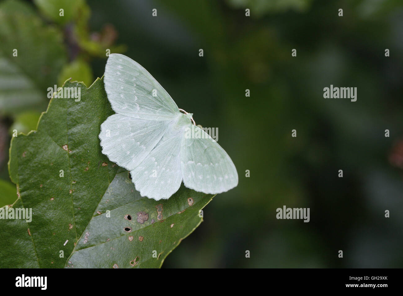 Großer Smaragd Moth, Geometra papilionaria Stockfoto