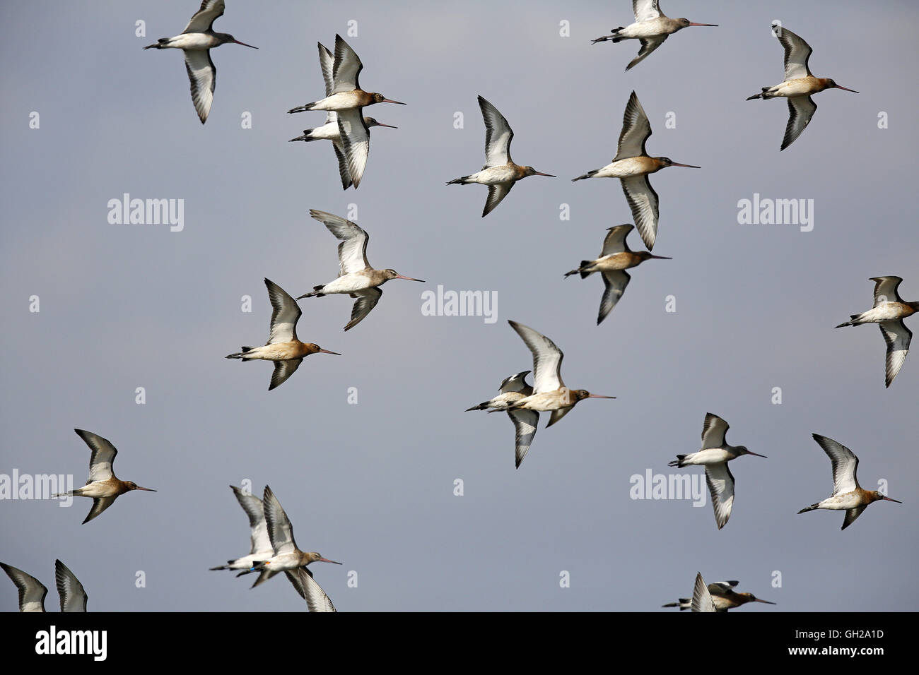 Uferschnepfe, Limosa Limosa, Herde im Flug in Fife Stockfoto